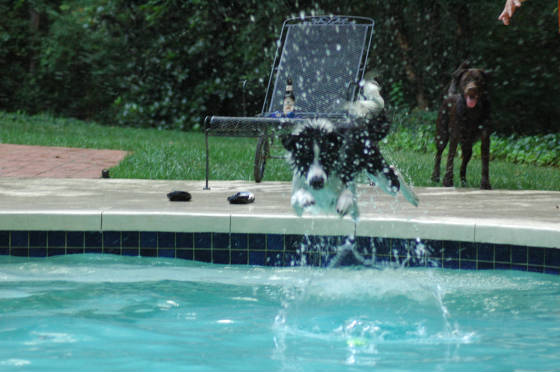 charliejumpinginthepool.JPG